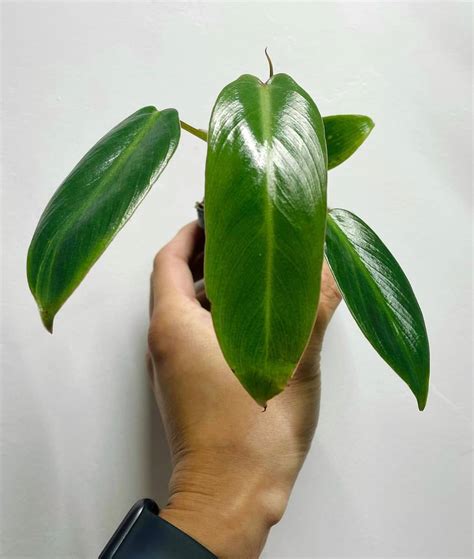 Philodendron Spiritus Sancti Care The Ultimate Guide