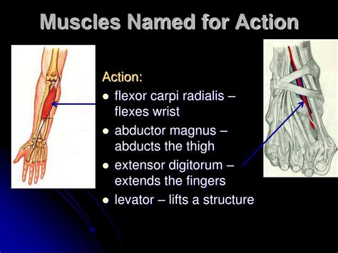Being aware of the different muscles of the body and their exact location, helps you make your workout more effective and targeted. PPT - Characteristics Used to Name Skeletal Muscles PowerPoint Presentation - ID:2167543