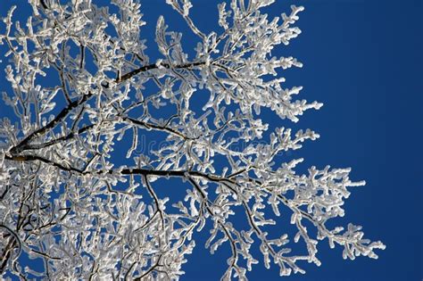 Frosted Tree At Winter Stock Photo Image Of Crystal 12600280