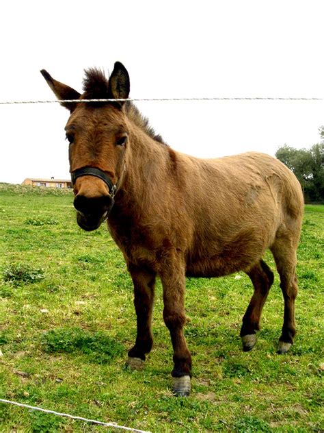 Free Donkey In Green Field Stock Photo