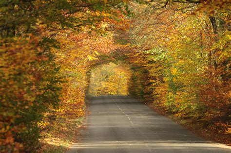 Wallpaper Road Autumn Trees Brown Green Nature