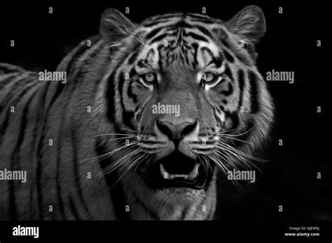 Tiger Portrait 2 Stock Photo Alamy