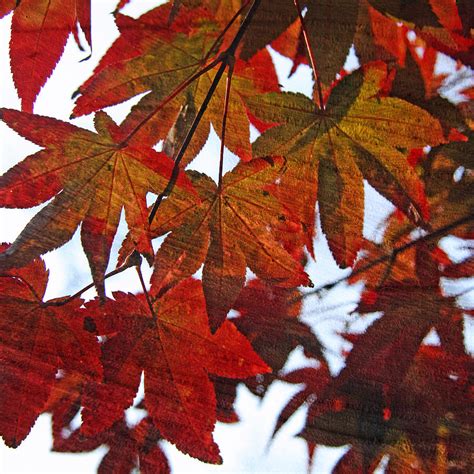 Japanese Maple Leaves With Woodgrain Photograph By Brooke T Ryan Pixels