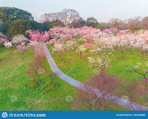 Spring Plum Blossoms And Park Scenery In East Lake Plum Garden In Wuhan
