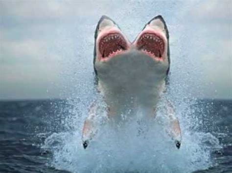 The shark we are talking about today is of course the mythical megalodon. TWO HEADED SHARK!! - YouTube