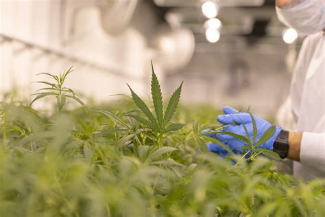 How To Maintain Compliance At Cannabis Cultivation Sites Oroleafhr