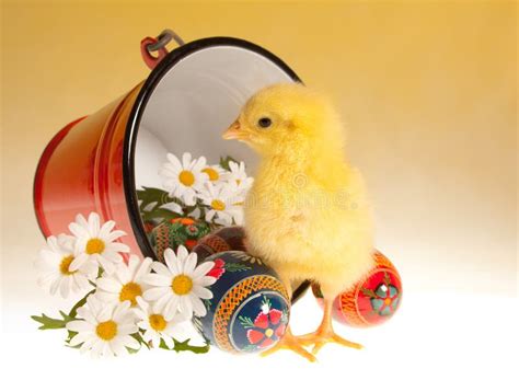 Chick On Easter Eggs Stock Photo Image Of Newborn Little 29726162