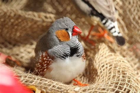8 Top Quiet Pet Bird Species