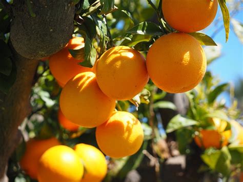 Oranges Fruits Orange Tree Citrus · Free Photo On Pixabay