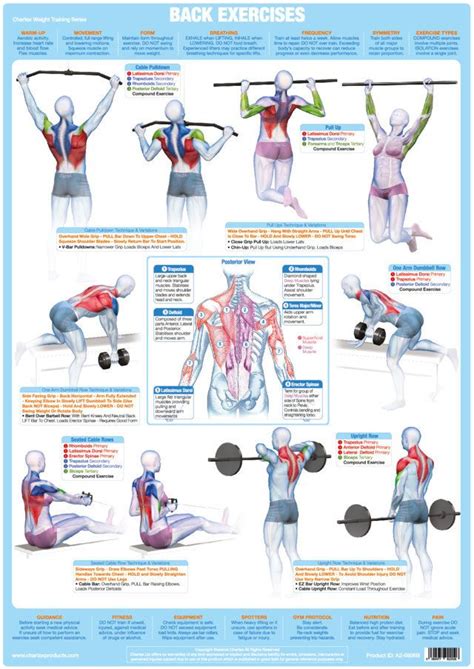 Back Muscles Weight Training Excercise Chart Weight Training Weight Training Workouts
