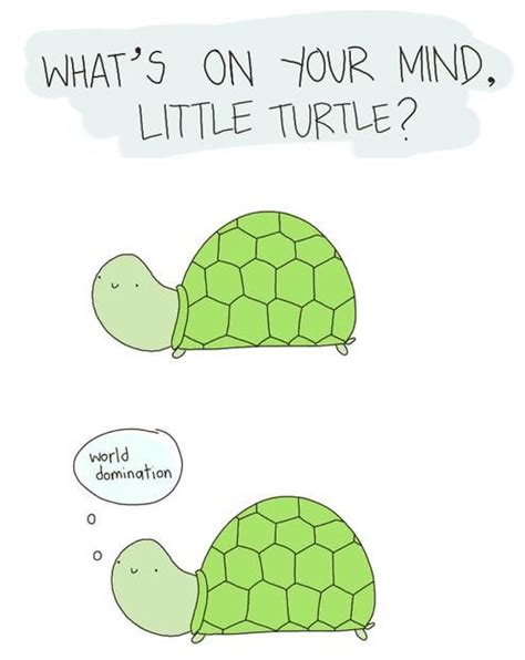 Pinterest Cute Turtles Turtle Funny
