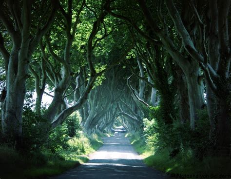 Top 10 Worlds Most Magical Tree Tunnels To Wander Through