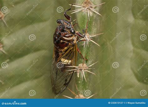 Bush Cicada Or Giant Grassland Cicada Megatibicen Dorsatus Stock