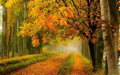 Hd Wallpaper Autumn Nature Park Forest Trees Yellow Leaves Road