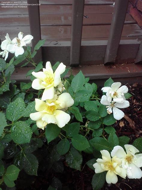 Today's top knock knock discount: PlantFiles Pictures: Shrub Rose 'Sunny Knock Out' (Rosa ...