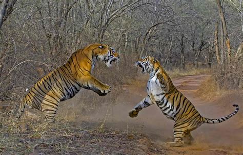 Royal Bengal Tiger Facts Habitat And Information In Nepal