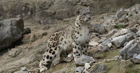 International Snow Leopard And Ecosystem Forum Global Climate Change