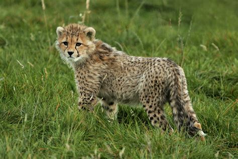 Llbwwb Northern Cheetah Cub By Katuryn Tumblr Pics