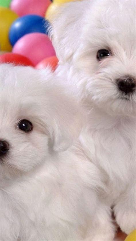 Puppies Iphone Wallpaper Hd 2021 Cute Wallpapers