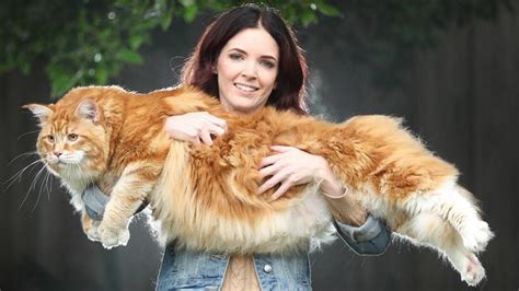 Worlds Longest Cat Maine Coon Omar From Melbourne Might Be New