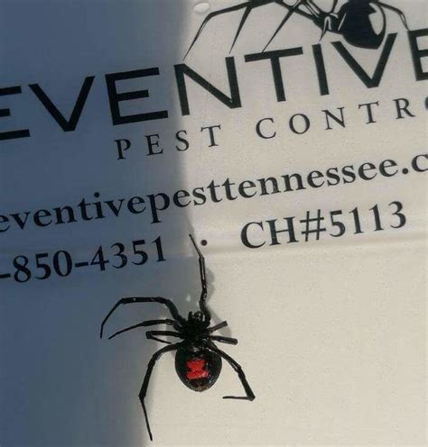 Technican Paul Killed This Black Widow Today Preventivepesttennessee
