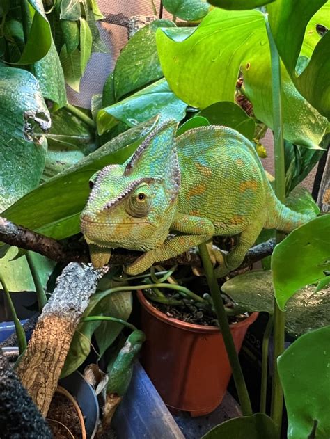 Super Cute Reptiles : r/cute