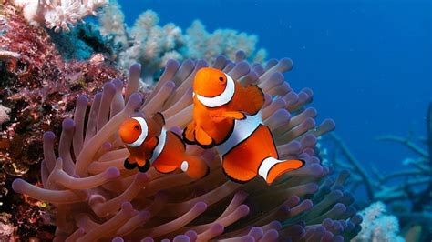 Online Crop Hd Wallpaper Two Clown Fishes Sea Reef Coral Sea
