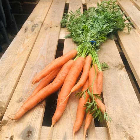 Carrots Bunched Angmering Village Greens