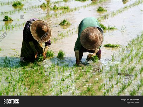 Myanmar Farmer Working Image And Photo Free Trial Bigstock
