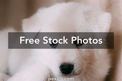 Sad Looking Puppy Photos Download The Best Free Sad Looking Puppy