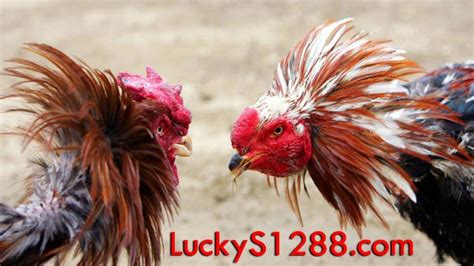 Ppermainan ini memberikan keuntungan yang berlimpah baik kepada pemilik ayam yang disabungkan ataupun penonton dari permainan ini. Adu Ayam Taji Pisau Dengan Sistem Online Di Situs Judi S128 | Agen Sabung Ayam S1288