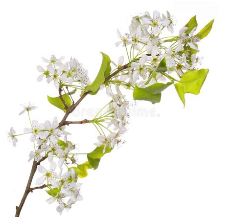 White Spring Blossoms Of Cherry Isolated Stock Image Image Of