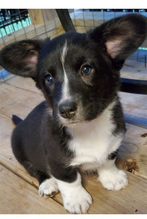 Cardigan Welsh Corgi Puppies For Sale Jacksonville Tx 326384