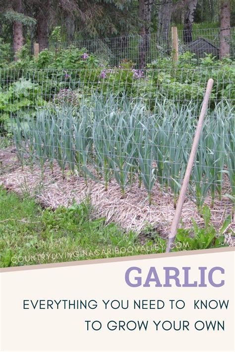 Grow Garlic In Your Backyard Everything You Need To Know To Grow
