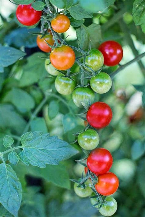 How Far Apart To Plant Tomatoes Need To Know