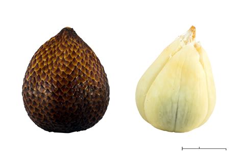 About salak or snake fruit salak is a type of palm fruit commonly eaten. File:Salak (Salacca zalacca), 2015-05-17.jpg - Wikipedia