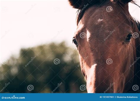 Horse Farm The Stately Thoroughbred Stallion Portrait Of A Beautiful