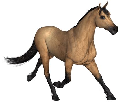 Baixar Corrida De Cavalos Marrons Png Transparente Stickpng