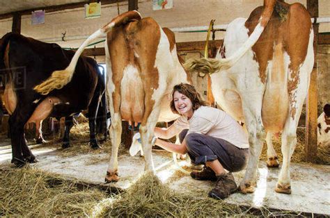 Babe Woman Milking Cow In Barn Stock Photo Dissolve