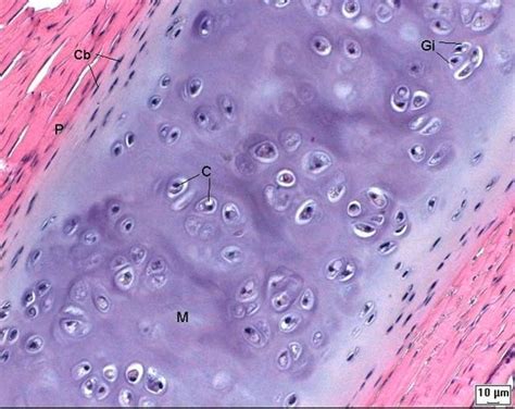 Histofisios Tecido Cartilaginoso