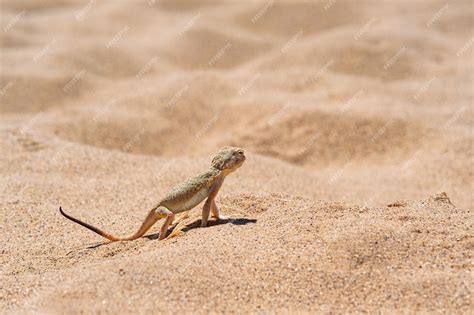 Premium Photo Desert Lizard Toadhead Agama Among The Sand On The Dune