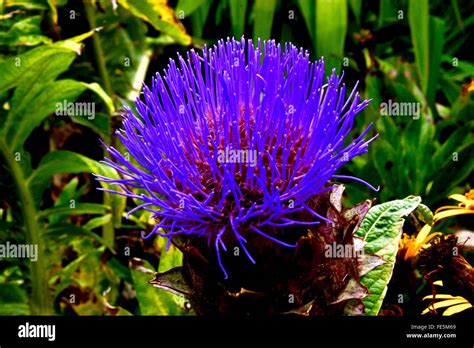 Purple Spiky Plant Hi Res Stock Photography And Images Alamy