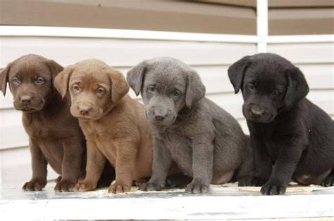 Rare Purebred Silver Chocolate And Black Lab Puppies For Sale In