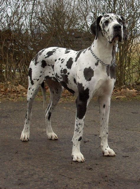 Great Danes 16th Most Popular Dog In The United States In 2018 Best