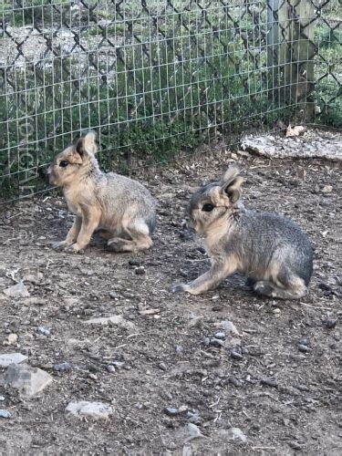Patagonian Cavies For Sale