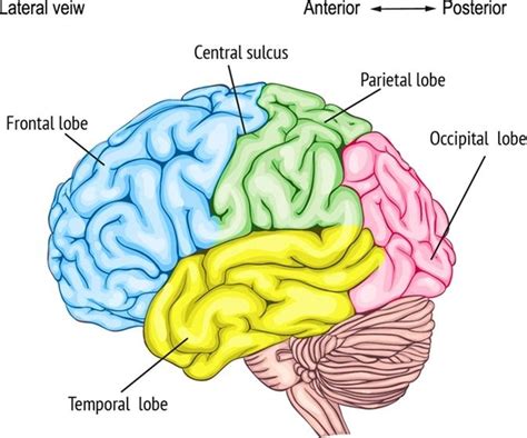 The Frontal Lobe Is The Largest Of The Four Lobes Of The Human Brain