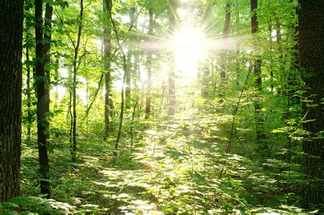 Bright Rays Of The Sun In A Green Forest Stock Image Colourbox