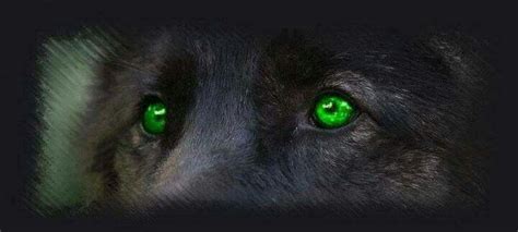 Black Wolf With Green Eyes Wolf Spirit Animal Wolf Eyes Wolf Life