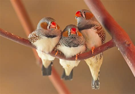 Zebra Finch Trio Birds Wallpapers Hd Desktop And