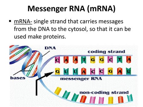 Ppt Rna Structure And Function Powerpoint Presentation Free Download